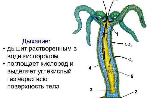 Kit kraken официальный сайт