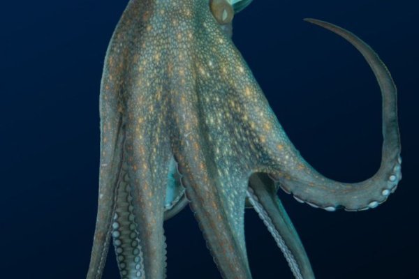 Kraken зеркало krakentor site
